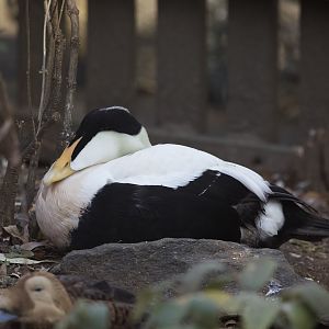 Common Eider/ Somateria mollissima