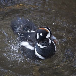 Harlequin duck/ Histrionicus histrionicus
