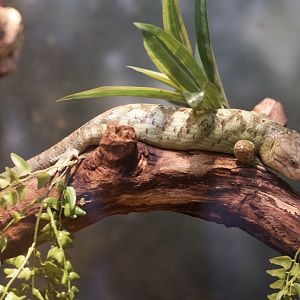 Prehensile-tailed Skink/ Corucia zebrata