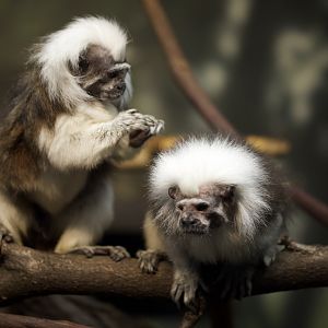 Cottontop Tamarin/ Saguinus oedipus