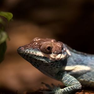 Smallwood's Anole/ Anolis smallwoodi