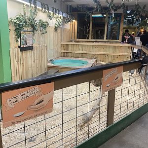 Sustainable Safari - Capybara/Cape Barren Goose Exhibit