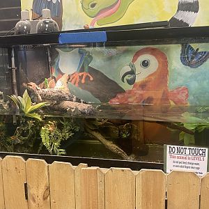 Sustainable Safari - American Alligator Terrarium