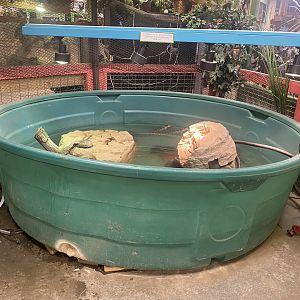 Sustainable Safari - American Alligator Pool