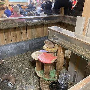 Sustainable Safari - Black-Tailed Prairie Dog Exhibit