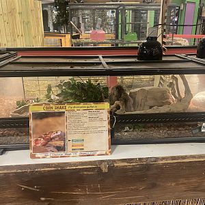 Sustainable Safari - Corn Snake Terrerium