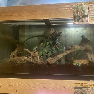 Sustainable Safari - Australian Green Treefrog Terrarium