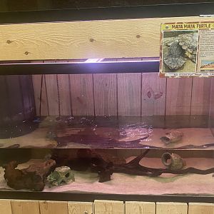 Sustainable Safari - Matamata Turtle Terrarium