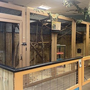 Sustainable Safari - Southern Tamandua Exhibit