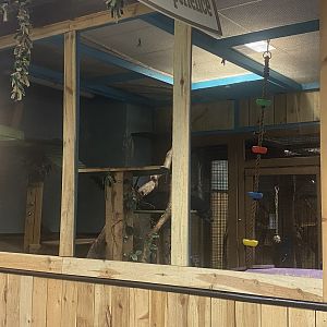 Sustainable Safari - Binturong Exhibit