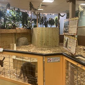 Sustainable Safari - Red Kangaroo/Bennet’s Red-Necked Wallaby Exhibit