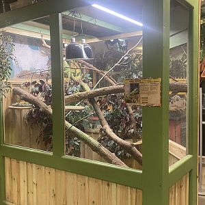 Sustainable Safari - Green Iguana Exhibit