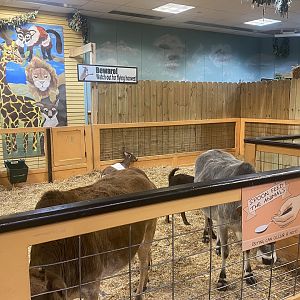 Sustainable Safari - Dwarf Zebu Exhibit