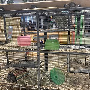 Sustainable Safari - Chinchilla Exhibit