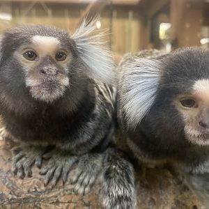 Sustainable Safari - Common Marmoset Pair