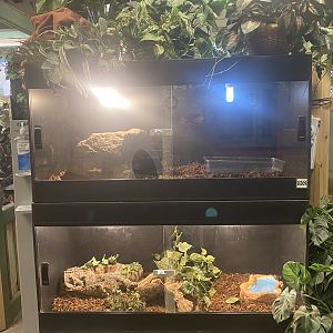 Sustainable Safari - Boa Constrictor Terreriums