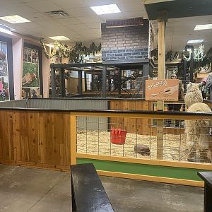 Sustainable Safari - Llama Exhibit