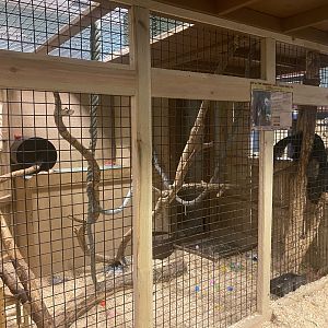 Sustainable Safari - Tayra Exhibit