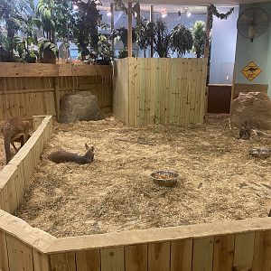 Sustainable Safari - Red Kangaroo/Bennett’s Wallaby Exhibit