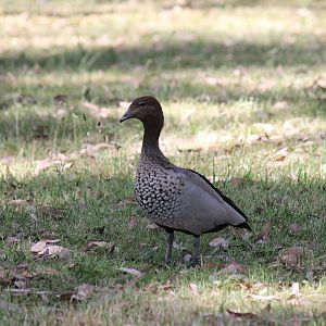 Australian Wood Duck
