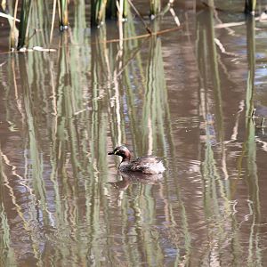 Australasian Grebe