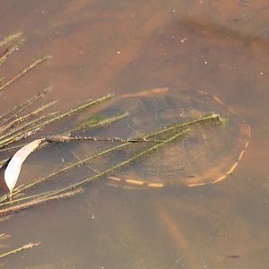 Eastern Snake-necked Turtle