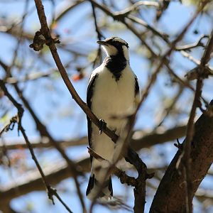 Magpie-lark
