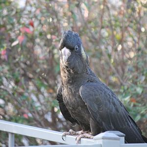 Yellow-tailed Black-Cockatoo