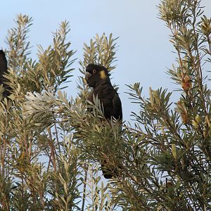 Yellow-tailed Black-Cockatoo