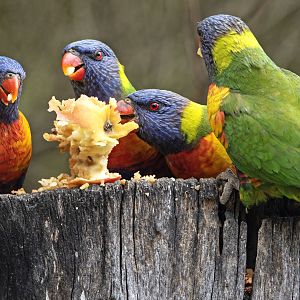 Rainbow Lorikeet