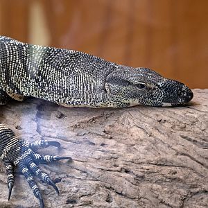 Lace Monitor