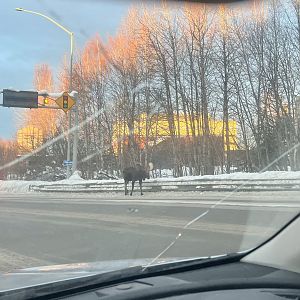 Moose - Alaska