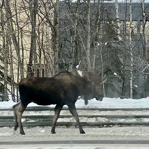 Moose - Alaska