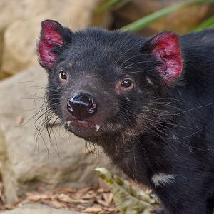 Tasmanian Devil