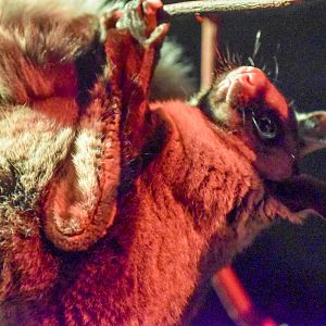 Yellow-bellied Glider