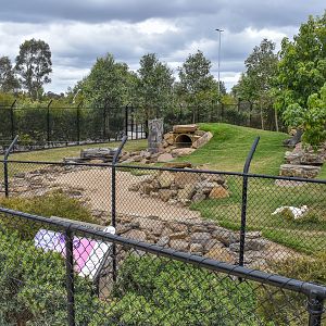 Dingo Enclosure