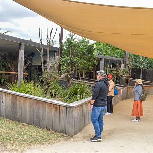 Koala Enclosures