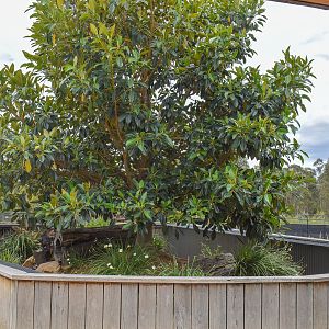 Tasmanian Devil Enclosure