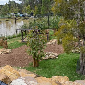 Tammar Wallaby Enclosure