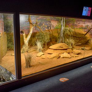 Perentie Enclosure