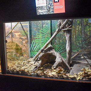 Scrub Python Enclosure