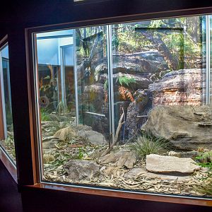 Broad-headed Snake Enclosure