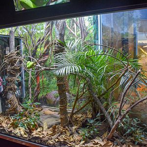 Green Tree Python Enclosure