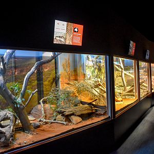 Rough-scaled Python Enclosure