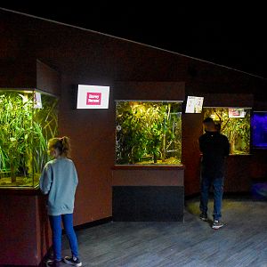 Invertebrate Enclosures