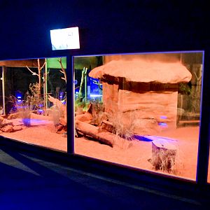 Bilby/Ghost Bat Enclosure