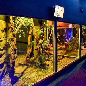 Common Ringtail Possum Enclosure