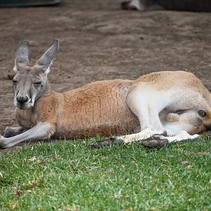 Red Kangaroo