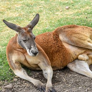 Red Kangaroo
