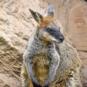 Swamp Wallaby